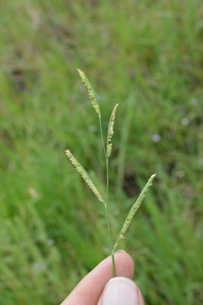 Paspalum denticulatum, photographed by Dan Johnson