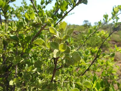 Afrocanthium gilfillanii, photographed by Matthew Fainman