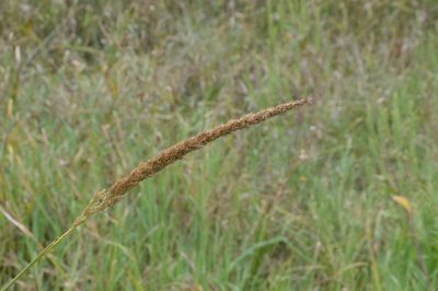 Tridens strictus, photographed by Dan Johnson