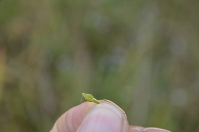 Rhynchospora corniculata, photographed by Dan Johnson