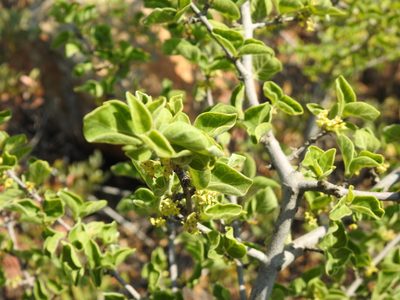 Afrocanthium gilfillanii, photographed by Matthew Fainman