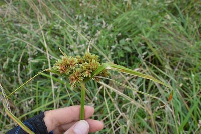 Cyperus virens, photographed by Dan Johnson