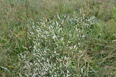 Persicaria hydropiperoides, photographed by Dan Johnson