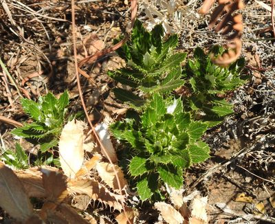 Berkheya carlinopsis, photographed by Matthew Fainman