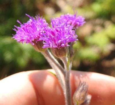 Hilliardiella sutherlandii, photographed by Matthew Fainman