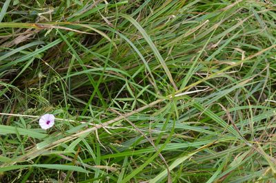 Ipomoea heptaphylla, photographed by Dan Johnson