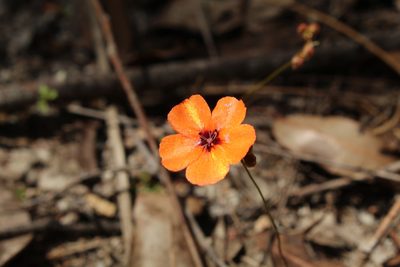 Drosera platystigma, photographed by Em Lamond