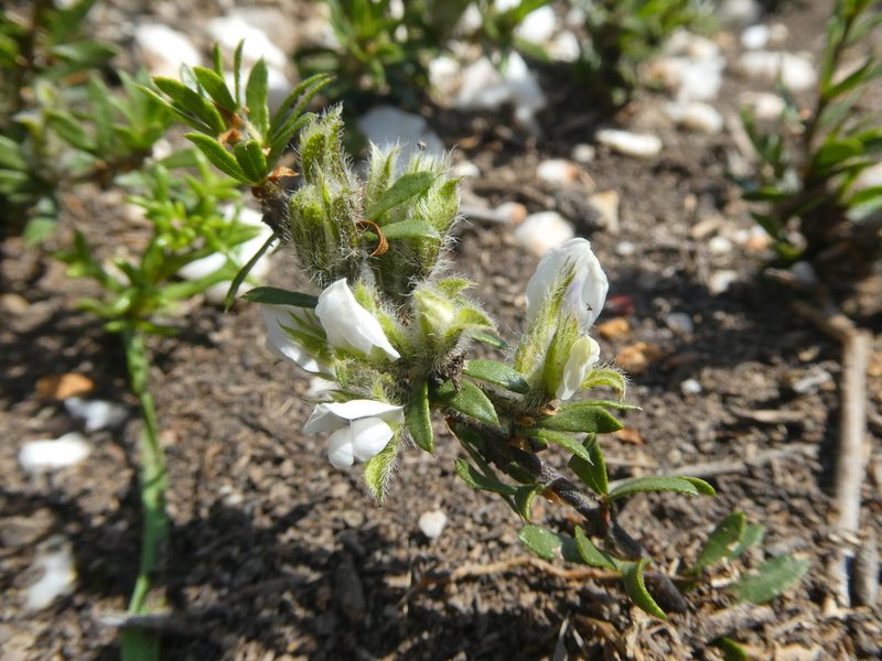 Psoralea curtisiae, photographed by Petra Broddle