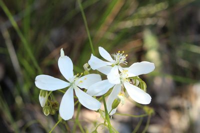 Drosera modesta, photographed by Em Lamond
