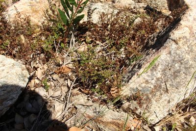 Cheilanthes austrotenuifolia, photographed by Em Lamond