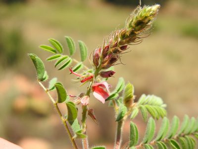Indigofera comosa, photographed by Matthew Fainman