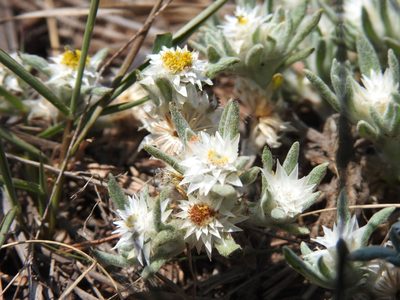 Helichrysum cerastoides, photographed by Matthew Fainman