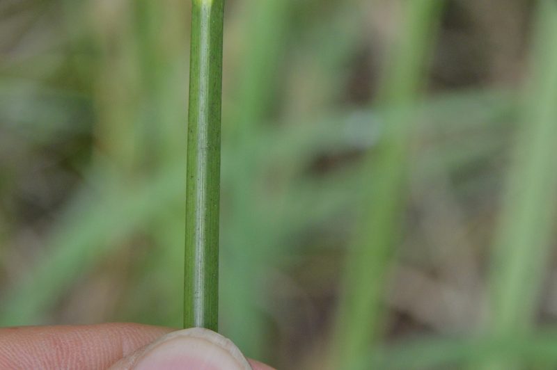Cyperus entrerianus, photographed by Dan Johnson