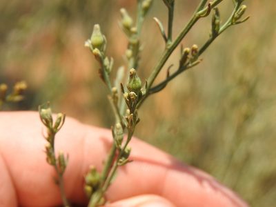 Thesium procerum, photographed by Matthew Fainman
