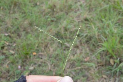 Paspalum langei, photographed by Dan Johnson