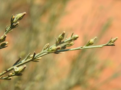 Thesium procerum, photographed by Matthew Fainman