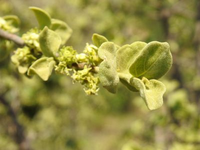 Vangueria parvifolia, photographed by Matthew Fainman