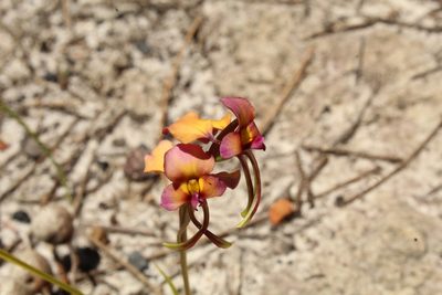 Diuris longifolia, photographed by Em Lamond