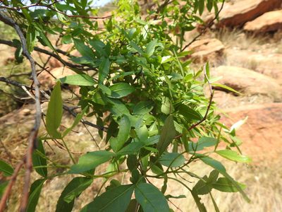 Searsia leptodictya, photographed by Matthew Fainman