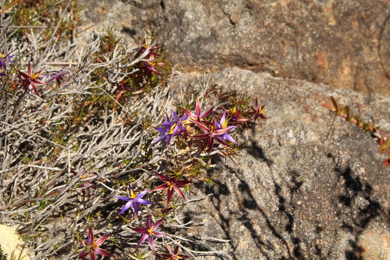 Calectasia demarzii, photographed by Em Lamond