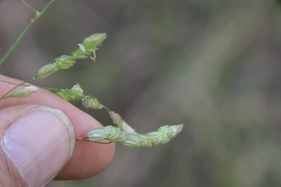 Leersia lenticularis, photographed by Dan Johnson