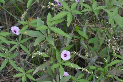 Ipomoea heptaphylla, photographed by Dan Johnson