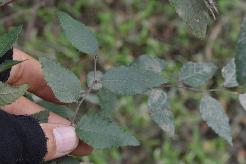 Planera aquatica, photographed by Dan Johnson