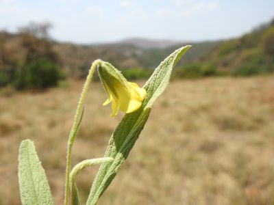 Hermannia lancifolia, photographed by Matthew Fainman