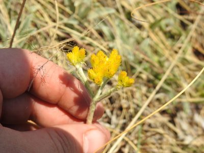 Helichrysum oreophilum, photographed by Matthew Fainman