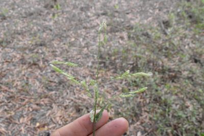 Leersia lenticularis, photographed by Dan Johnson
