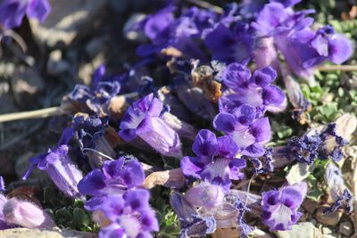 Aptosimum procumbens, photographed by Noeleen du Toit
