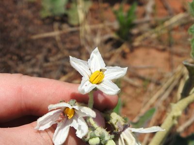 Solanum lichtensteinii, photographed by Matthew Fainman