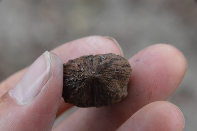 Carya aquatica, photographed by Dan Johnson