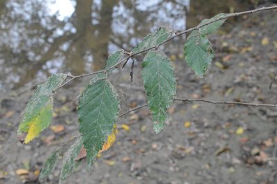 Planera aquatica, photographed by Dan Johnson