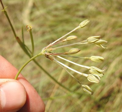 Kohautia amatymbica, photographed by Matthew Fainman