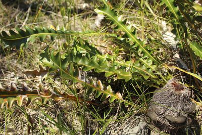 Banksia gardneri, photographed by Em Lamond