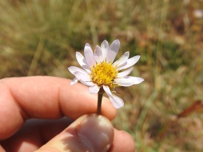 Afroaster serrulatus, photographed by Matthew Fainman