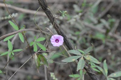 Ipomoea heptaphylla, photographed by Dan Johnson