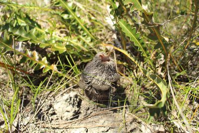Banksia gardneri, photographed by Em Lamond