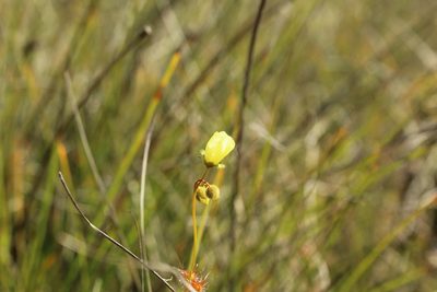 Drosera sulphurea, photographed by Em Lamond