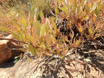 Searsia magalismontana, photographed by Matthew Fainman