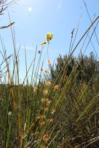 Drosera sulphurea, photographed by Em Lamond