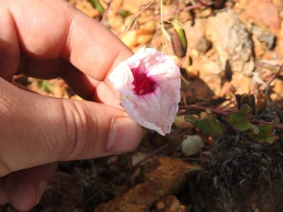 Ipomoea bathycolpos, photographed by Matthew Fainman