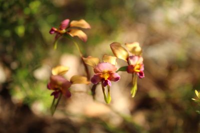 Diuris longifolia, photographed by Em Lamond