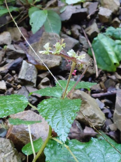 Laportea bulbifera, photographed by WATANABE Hitoshi 渡辺仁
