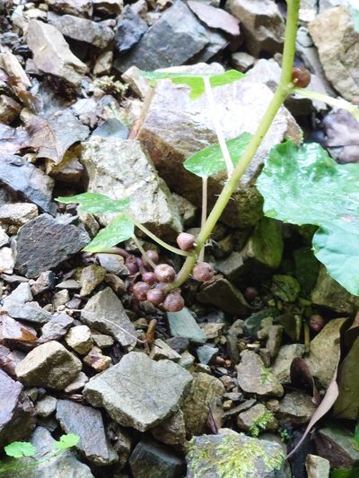 Laportea bulbifera, photographed by WATANABE Hitoshi 渡辺仁