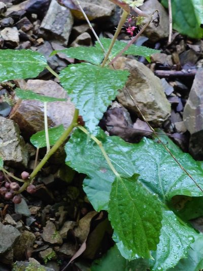 Laportea bulbifera, photographed by WATANABE Hitoshi 渡辺仁