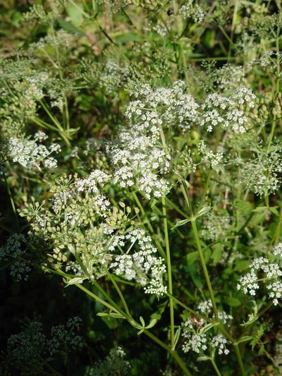 Ostericum sieboldii, photographed by WATANABE Hitoshi 渡辺仁