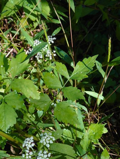 Ostericum sieboldii, photographed by WATANABE Hitoshi 渡辺仁