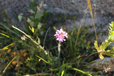 Stylidium hirsutum, photographed by Em Lamond